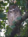 _1SB3760 great-horned owl